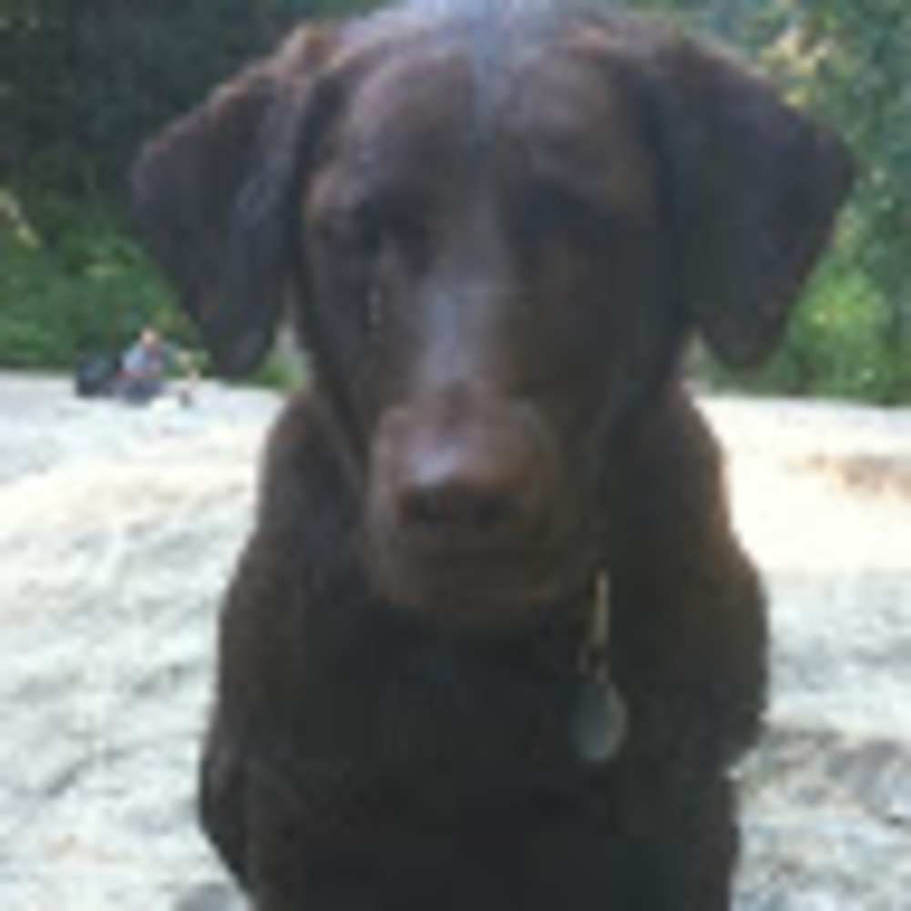 Meet your Posher, Sadie